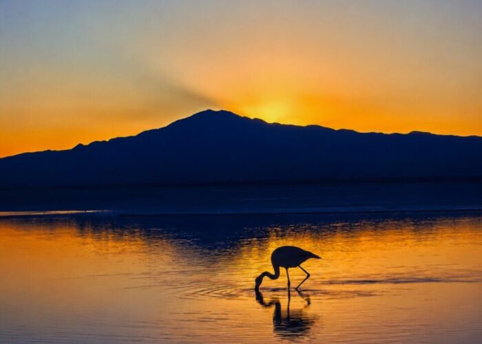 Laguna Chaxa - Cielo y Tierra Atacama Tours