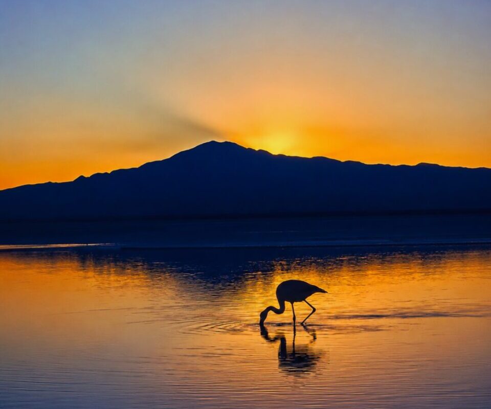 Laguna Chaxa - Cielo y Tierra Atacama Tours