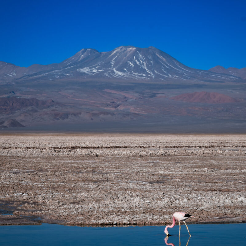 Laguna Chaxa - Cielo y Tierra Atacama Tours