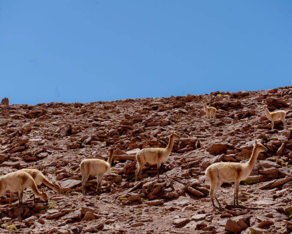 Machuca - Putana. Cielo y Tierra Tours Atacama