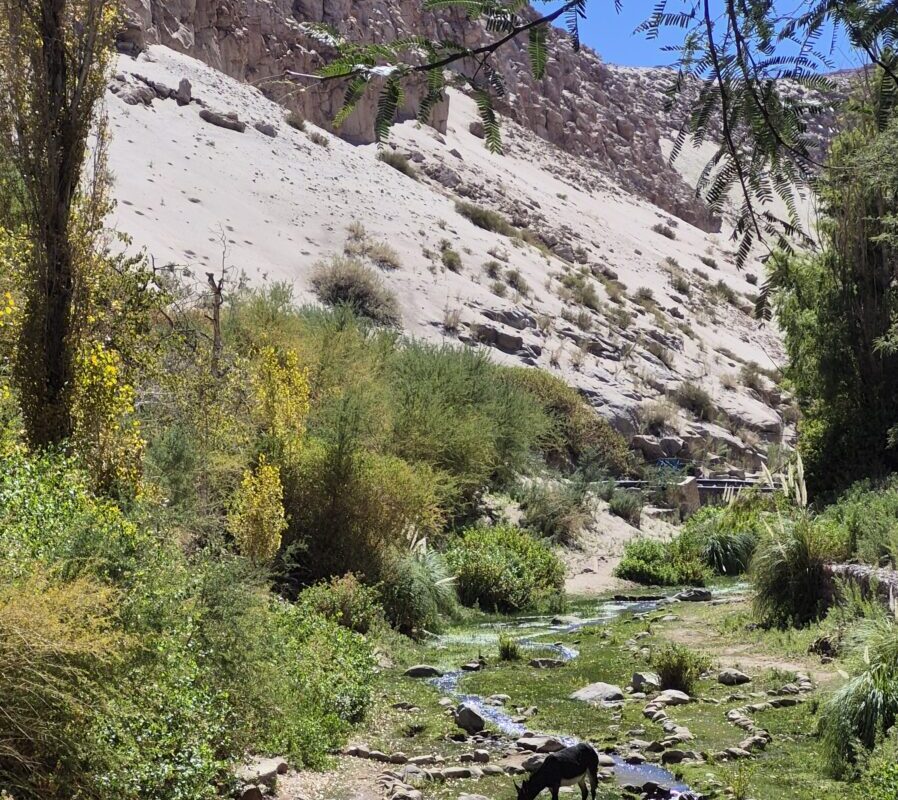 Cielo y Tierra Atacama Tours Valle de Jere